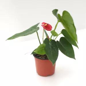 안스리움 실내 공기정화 반려 소형 모종 식물 꽃화분