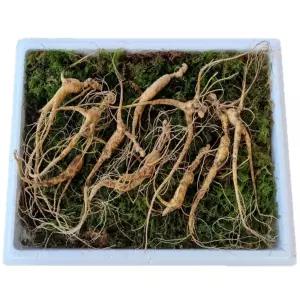 천생삼 야생방치삼 15년근 못난이 파지삼 10뿌리 산삼 산양삼 산양산삼 장뇌삼