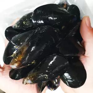 홍합 5kg 당일채취 수염제거 3차손질 생산자발송 당일 조업한 여수산 홍합