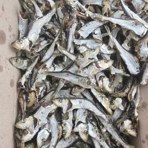 [품질보장] 바다찬미 국내산 햇 청어멸치(정어리) 1.5kg 원물박스