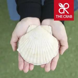 더꽃게 대왕 참가리비 1kg 제철 왕 큰 캠핑 조개구이 비단 홍가리비