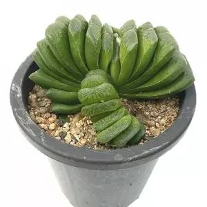 실내 식물 그린옥선 다육이 13cm Haworthia truncata Green Succulent 13cm그린 그린이 화초 인테리어 인테