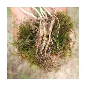 강원도 횡성 산양삼 7-8년근 파삼 200g