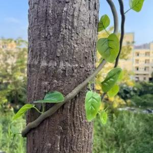 나무 껍질 벽지 버드나무 인조 무늬 가짜 조화 우드 나무껍질 스틱 기둥 스티커