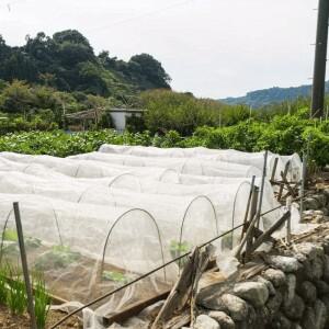더넓은 식물 터널에 적합한 온실 후프, 녹 방지 유리 섬유 지지대 프레임 및 정원 말뚝