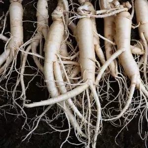 국내산 인삼 수삼 난발삼 특 750g (10-12뿌리)