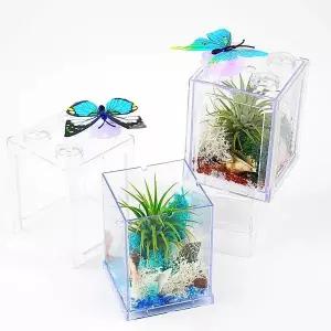 [키득키득]팝업 이오난사와 모스이끼 테라리움 만들기 패키지