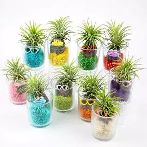 [키득키득]팝업 애완돌 키우기 이오난사 모스 만들기 패키지