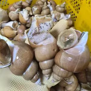 동해안 자연산 활 백골뱅이 1kg 왕 (7-10미)