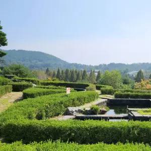 회양목나무 묘목 H40cm전후 5주 담장 생울타리 경계수 정원조경나무 상록수 관목 노지월동 (목하원예조경)