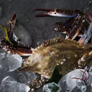 국내산 봄 제철 생물 암꽃게 3kg(12-18미)