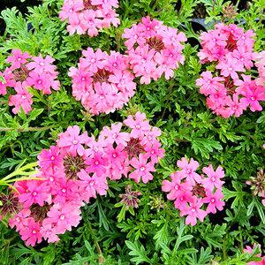 에덴플랜트 숙근 버베나 핑크 소품 파라솔 야생화 꽃식물 화단 정원꾸미기 오래피는꽃