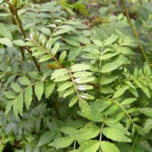 초피나무(암나무) 묘목 삽목2년 뿌리3개/제피나무