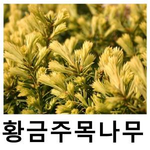 황금주목나무 묘목 6치화분묘