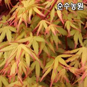 신품종 단풍나무 묘목, 가츠라 삽목1년 플러그포트 1개/왜성단풍나무