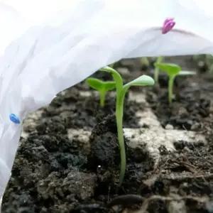 부직포 식물 보호 커버 텃밭 채소 농작물 방한 방충 다용도 보호 덮개 1.6x10M