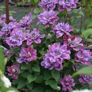 클레마티스 버스데이 걸 12cm 포트묘 겹꽃 신품종 으아리 넝쿨식물 야생화