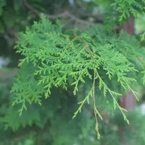 편백잎 1kg 천연입욕제 방향제 편백나무잎 피톤치드 체험학습 생잎 리스만들기 크리스마스트리