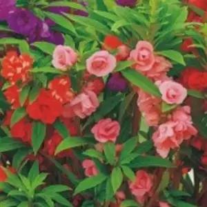 봉선화씨 겹봉선화 겹꽃 야생화 꽃씨 종자 봉선화 씨앗 100립