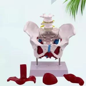 여성 골반모형 인체해부 교육용 의학 정형외과 엉덩이 요추 학습용