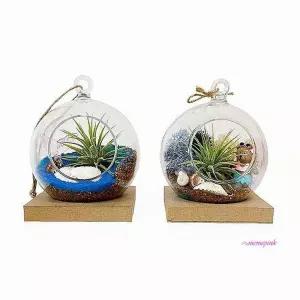 여름 바다 1인세트 이오난사 테라리움 만들기vwx011