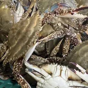 [식탁이야기] 봄바람 타고온 서해 제철 생물 암꽃게 1kg