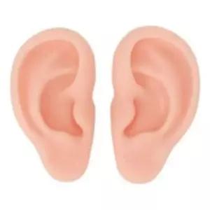 실리콘 귀모형 세트 교육용 귀걸이 전시용품