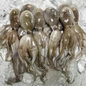 [파인밀] 국내산 알배기 쭈꾸미 1kg