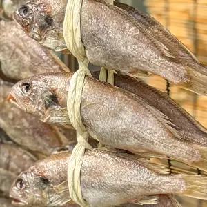 농가살리기 국내산 영광 백굴비 40미(조림용/소)