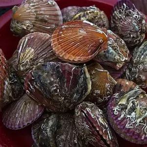 쫄깃한 통영홍가리비 국내산가리비 통영 홍가리비 3kg 제철 가리비 서치생활