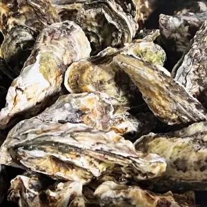 모든순간 굴 석화 10kg 생굴 각굴 통영굴 서치생활