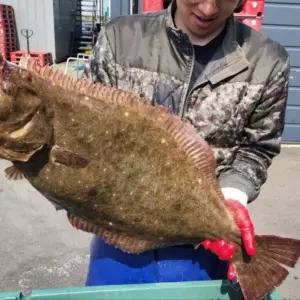 자연산 자이언트 3~5kg급 특대 광어회 200g 곤부지메 다시마 숙성