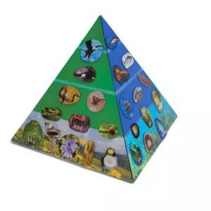 어린이 독도 생태계공부 피라미드만들기 우체국 학교 은행 병원