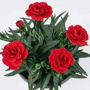 향기 나는 사계절 카네이션 소품 생화 화분