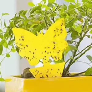 날파리없애는법 초파리박멸 벌레퇴치기 나비1p 자취방날파리 초파리퇴치제