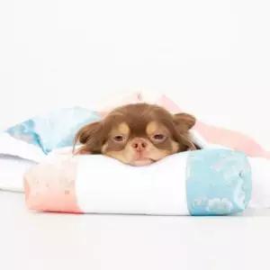 강아지이불세트 강아지 별당아씨 이불 고양이 침낭 베개 세트