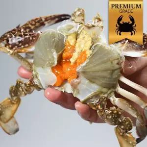 [NS홈쇼핑]봄제철 서해안 연평도 알배기 활암꽃게 1kg(4~6미) 생물 암꽃게 산지직송..[35800952]