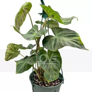 필로덴드론베루코섬(중품) 화려한 잎맥 희귀 관엽 반려 식물 