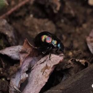 1PC Carabidae 실제 곤충 표본 딱정벌레 컬렉션 A1 품질 홈 장식 취미 교육 관찰