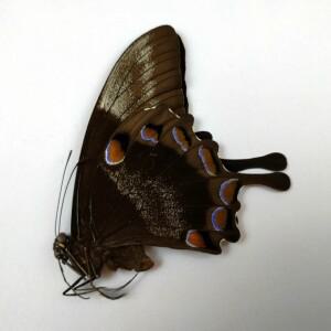 파라다이스 스왈로테일 표본; 영웅적인 녹색 스왈로테일(파필리우리세스) 날개 확장 전의 원래 나비.