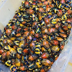 폴리보트리스 수엠투오사(Real Insect Specimen) 관찰용 진짜 곤충 표본 홈 장식 휴일 선물 조각품