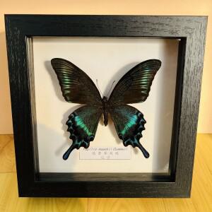 나비 실제 견본 교육 자료 수집 삽화 재료 장식