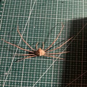 리레이두스 스테노프스, 마크로포디아 로스트라타, 포르투누스 산구이놀렌투스, 게 표본, 수제 교육용 해