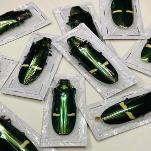 1pc 실제 곤충 표본 Xylotrupes Gideon 과학 거실 장식 DIY Carfs 홈 조각