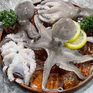 SK 국내산 서해안 활 주꾸미 1kg 암수혼합 (7-12미)