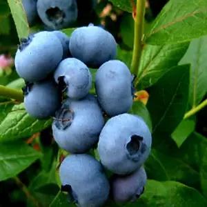 블루베리 챈들러 대과종 유실수 묘목 /3년생 포트묘 두개묶음   MR099