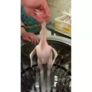 닭털뽑는기계 닭탈모기 탈피기 오리 닭털 T50 닭잡는기계