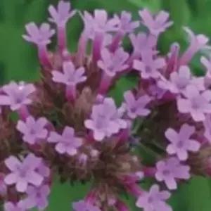 가렌드 숙근버베나 버들마편초 품종 꽃씨 종자 씨앗 2000립 리스