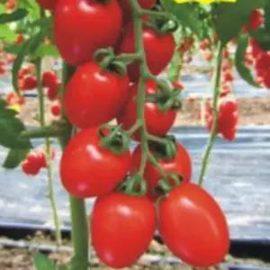 화분 원예 빨강대추 과일 방울 토마토 씨앗 종자 30립