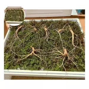 선물용 산양산삼 장뇌 9년근 7뿌리